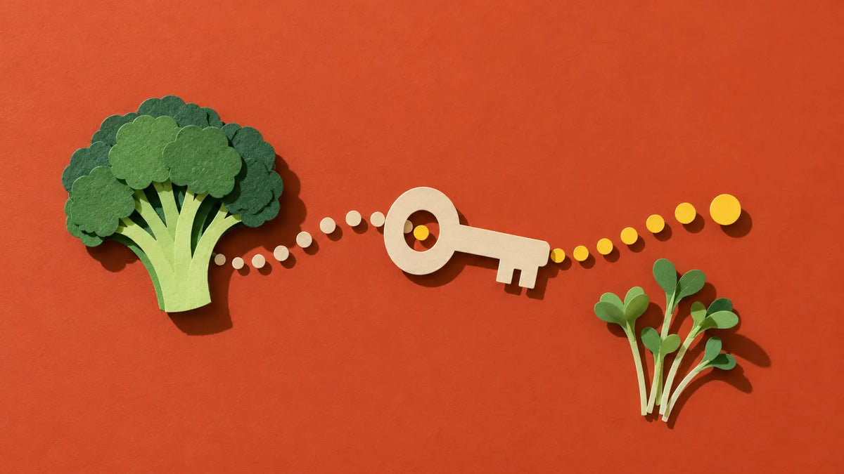 Paper-cut broccoli and a key: the enzyme that switches glucoraphanin into sulforaphane