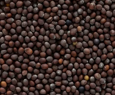 Mustard Seed Extract